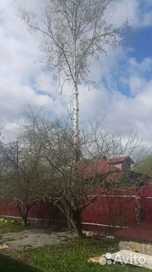 Спил деревьев