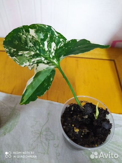 Фикус лирата лировидный