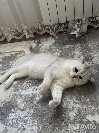 Британский кот вязка