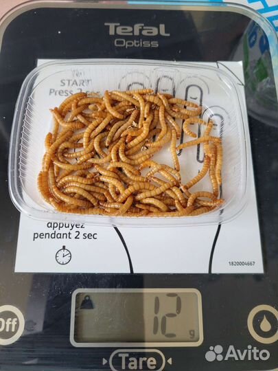 Мучной червь (мучник)