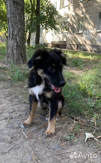Собака в добрые руки отдам бесплатно
