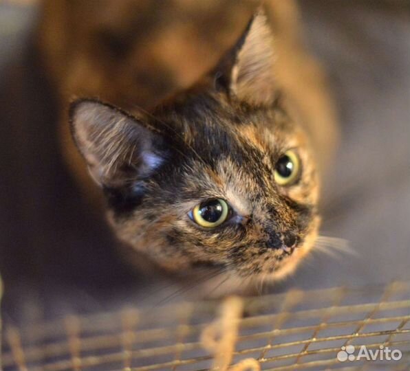 Кошка в дар бесплатно