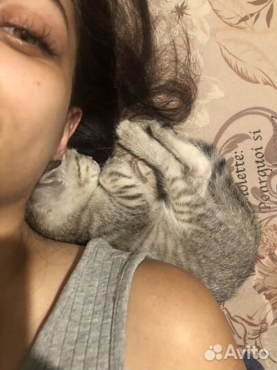 Британская кошка