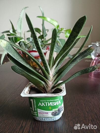 Кактус