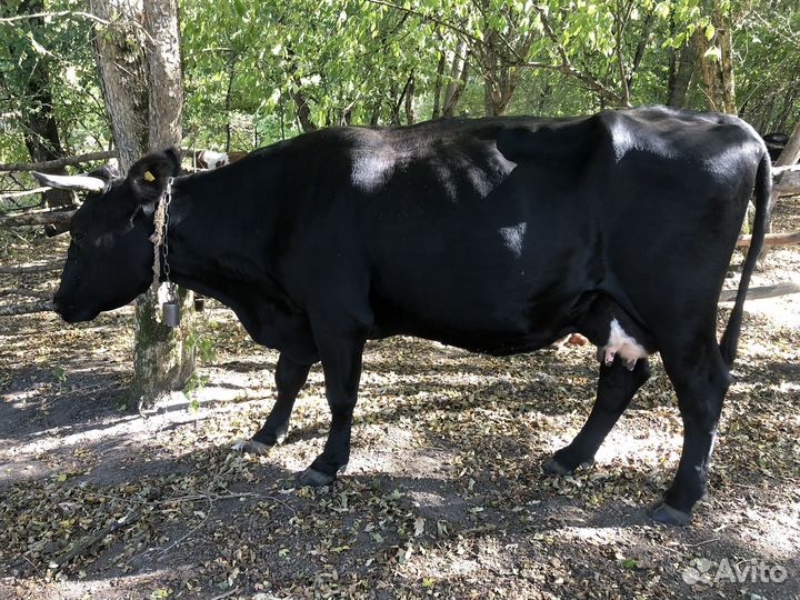 Корова. Ст. Северская