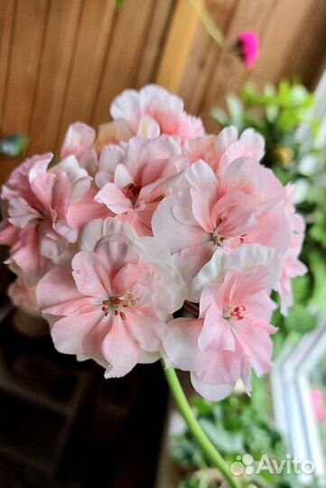 Сортовые пеларгонии