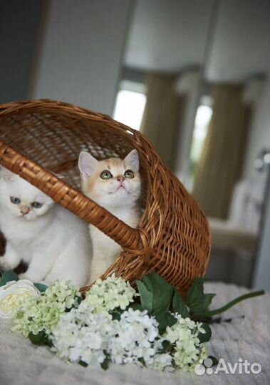 Котята британская золотая шиншилла