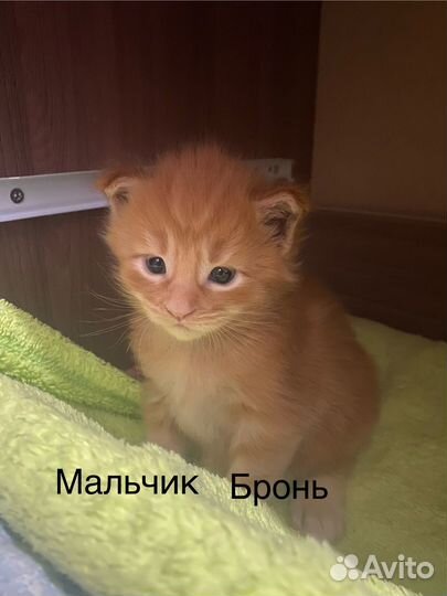 Майн кун