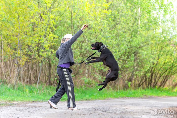 Питбультерьер