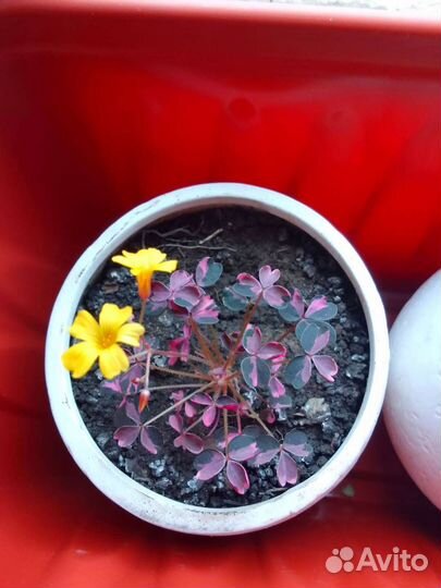 Кислица Plum Krayzi и Вулканическая Burgundi