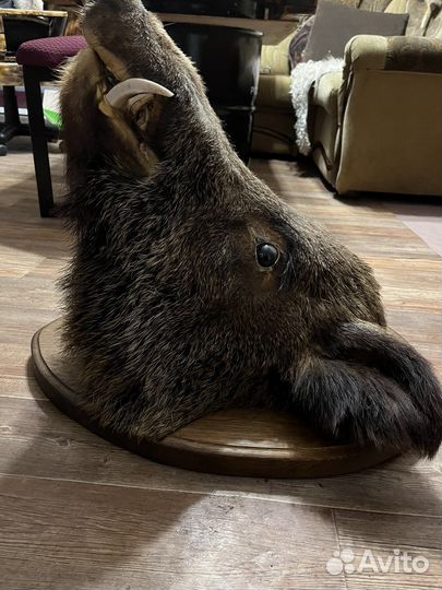 Голова чучело дикого кабана