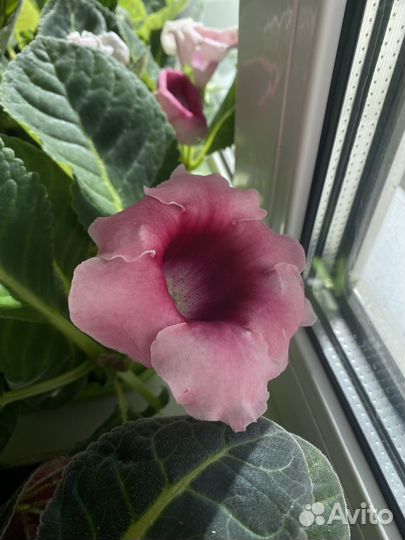 Глоксиния цветущая