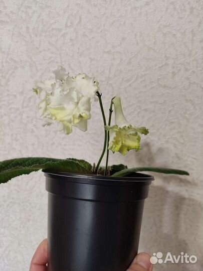 Стрептокарпус