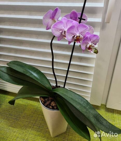Орхидея мутант в автополиве