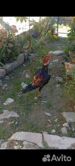 Бойцовые петухи