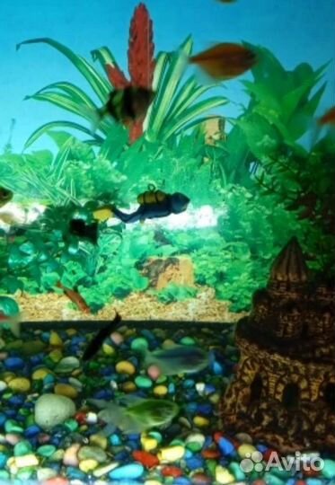 Аквалангист в аквариум