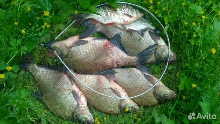 Продам леща