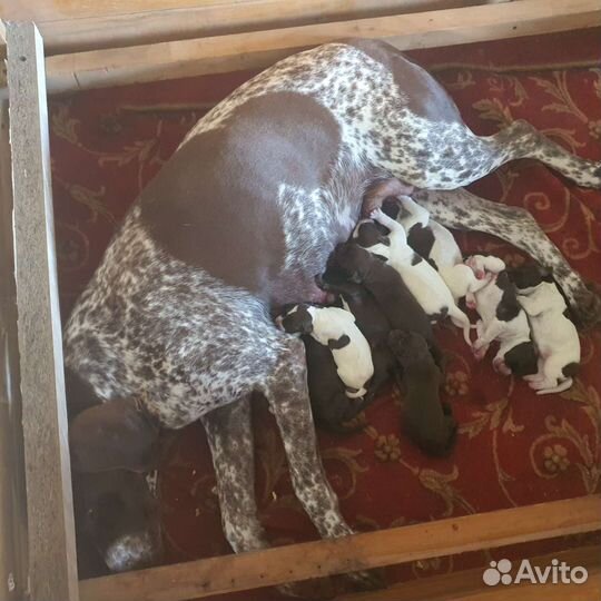 Щенки курцхаара