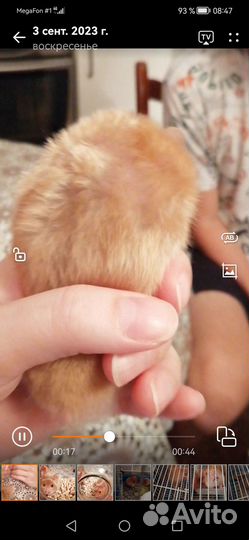 Сирийский хомяк