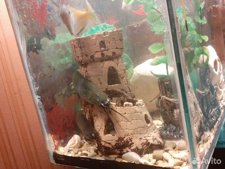Аквариум