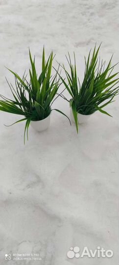 Зелень в горшочках, кашпо, ящиках