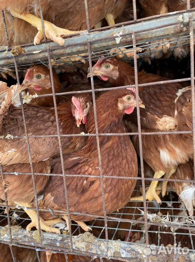 Куры Несушки