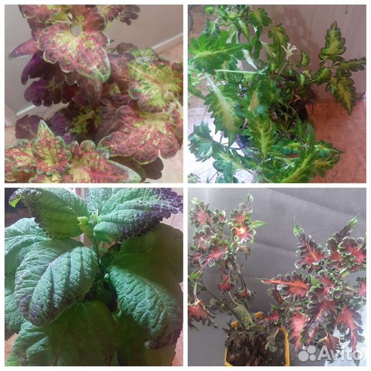 Колеусы сортовые