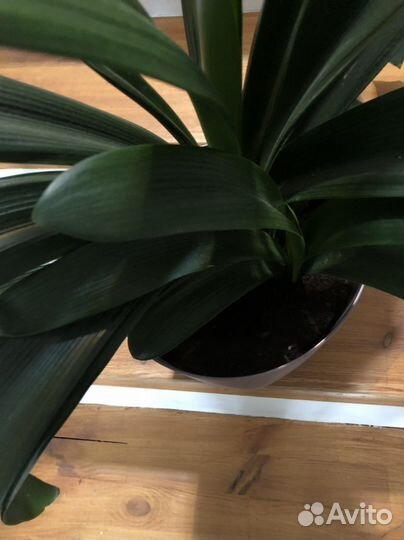 Комнатные цветы кливия