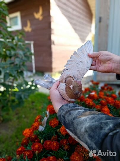 Продажа бакинских голубей