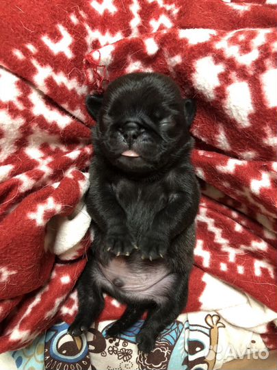 Щенки мопса