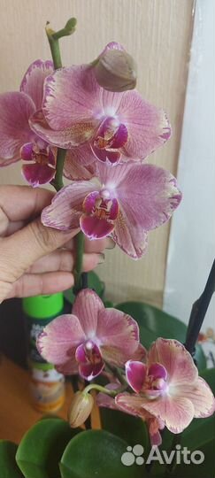 Орхидея фаленопсис