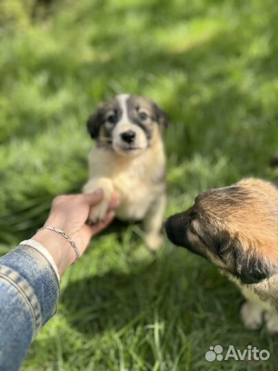 Малышка 1,5 мес доставка бесплатно по области