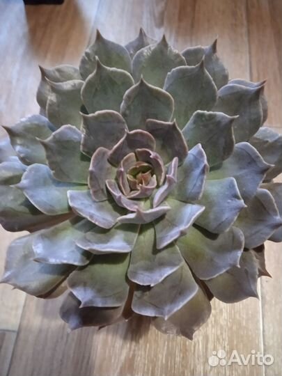 Суккуленты