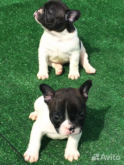 Французики