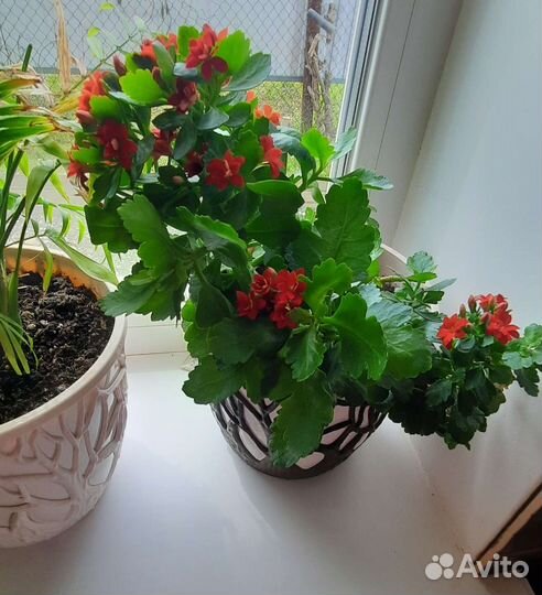 Каланхоэ Блоссфельда