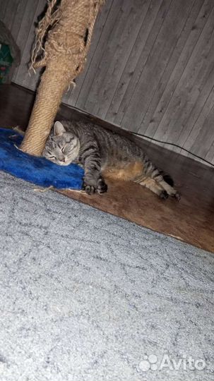 Отдам кота в добрые руки