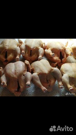 Куры бройлеры