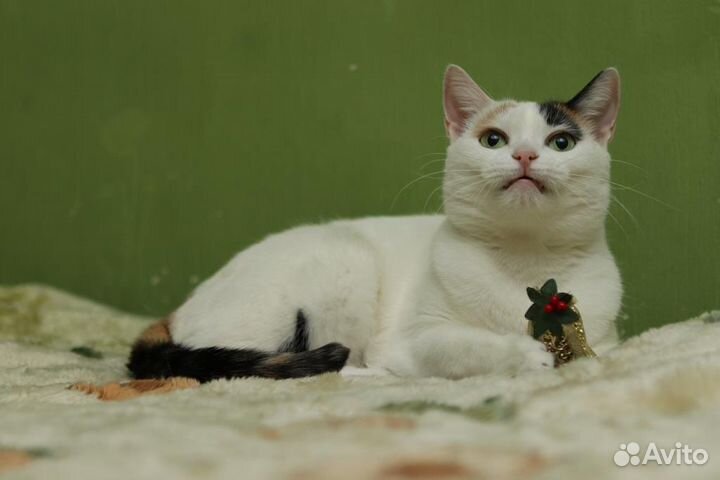 Белоснежная Кошечка в дар