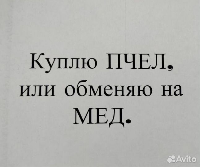 Пчелы