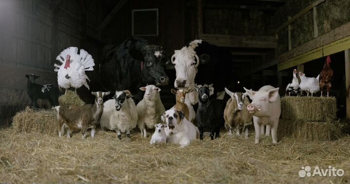 Мясо на корм животным. Продукты питания