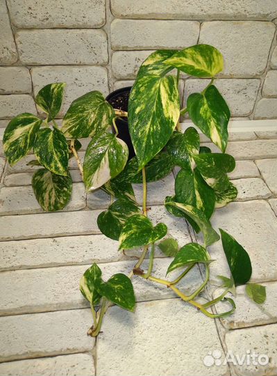 Сциндапсус Эпипремнум Аурем Золотистый