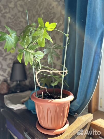Комнатные растения филодендрон флорида бьюти