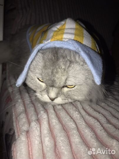 Костюм для кошки