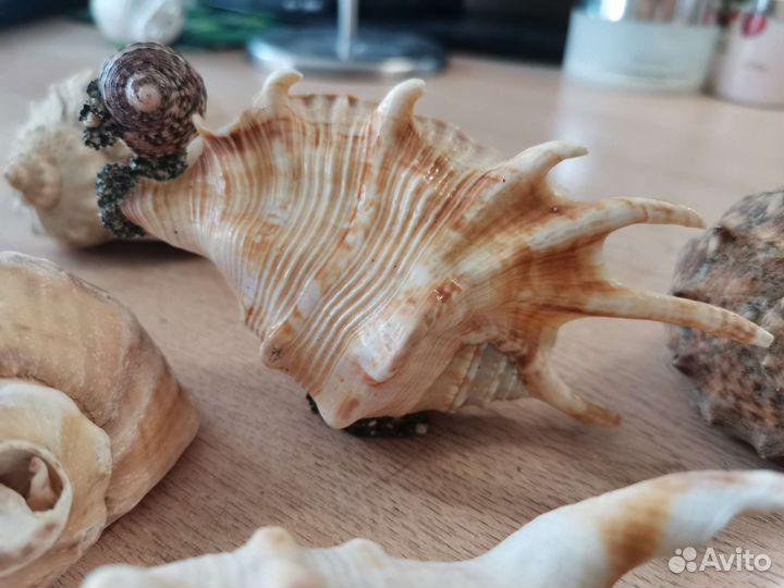 Морские ракушки