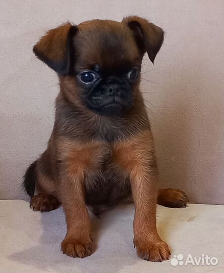 Брюссельский гриффон и птибрабансон