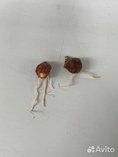 Алоказия мишольца минт (клубни)