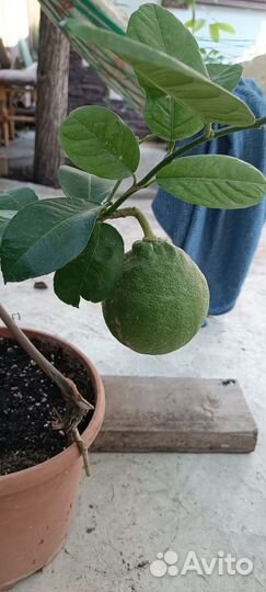 Лимонное дерево