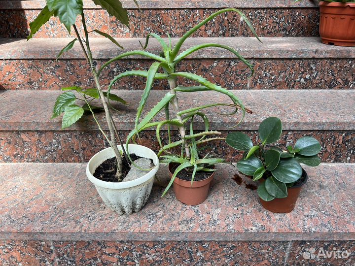 Комнатные цветы