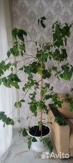 Гибискус китайская роза