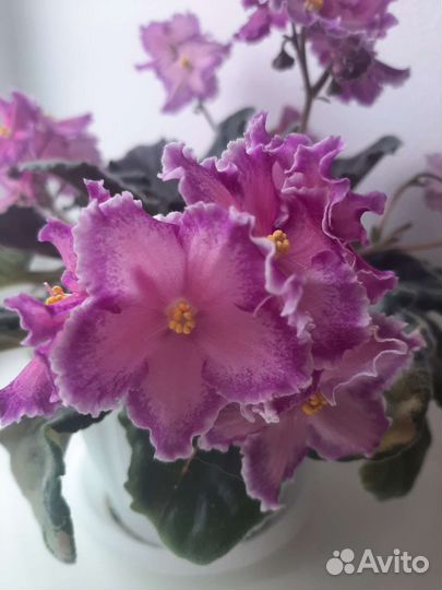 Сортовые фиалки